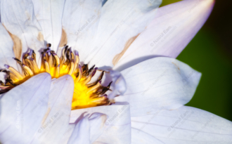 Heart of the Water Lily