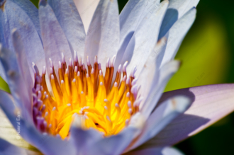 The Illuminated Heart of the Water Lily - Fine Art Photography Prints, Limited Edition Giclée, Museum-Quality Artwork, Photography for Collectors, Luxury Photography Art