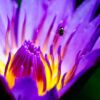 The Violet Bloom - Fine Art Photography Print, Limited Edition Photography, Luxury Photography Art, Museum-Quality Photography, Giclée Print