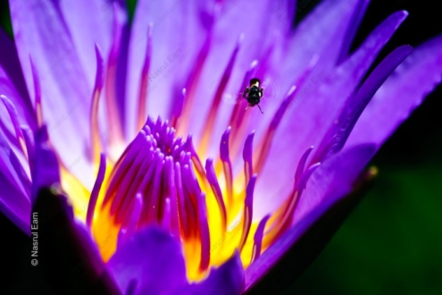 The Violet Bloom - Fine Art Photography Print, Limited Edition Photography, Luxury Photography Art, Museum-Quality Photography, Giclée Print