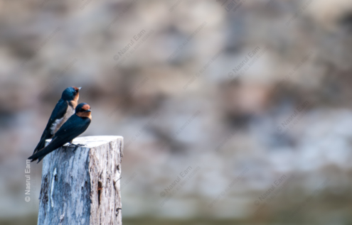 Pacific Swallows at Rest - Fine Art Photography Print, Limited Edition Photography, Giclée Print, Art Photography Collectors, Luxury Photography Art