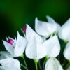 White Bells of Enchantment - Fine Art Photography Print, Limited Edition Photography, Luxury Photography Art,  Fine Art Prints, Giclée Photography