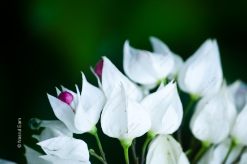 White Bells of Enchantment - Fine Art Photography Print, Limited Edition Photography, Luxury Photography Art,  Fine Art Prints, Giclée Photography