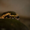 Frog in the Shadows - Fine Art Photography Print, Limited Edition Photography, Nature Photography, Art Photography, Giclée Print