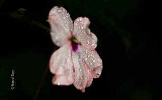 Dew-Kissed Bloom - Fine Art Photography Prints, Limited Edition Photography, Luxury Photography Art, Photography Art Prints, Giclée Prints