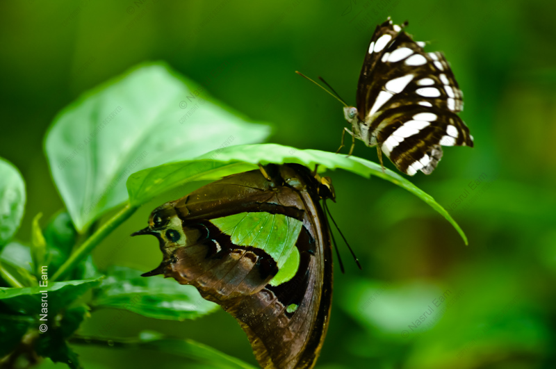 Emerald Embrace: A Dialogue of Butterflies