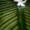 White Blossom on Striped Leaf - Fine Art Photography Print, Limited Edition Photography, Art Photography for Sale, Fine Art Prints, Photography Art Collectors