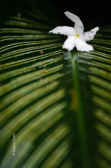 White Blossom on Striped Leaf - Fine Art Photography Print, Limited Edition Photography, Art Photography for Sale, Fine Art Prints, Photography Art Collectors