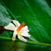 Night-Blooming Jasmine on Emerald Leaf - Fine Art Photography Print, Limited Edition Photography, Giclée Print,  Art Photography,  Luxury Photography Art