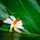 Night-Blooming Jasmine on Emerald Leaf - Fine Art Photography Print, Limited Edition Photography, Giclée Print,  Art Photography,  Luxury Photography Art