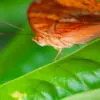 Orange Butterfly on Emerald Leaf - Fine Art Photography Print, Limited Edition Photography, Butterfly Photography, Nature Photography,  Luxury Photography Art