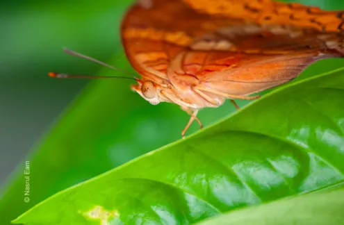 Orange Butterfly on Emerald Leaf - Fine Art Photography Print, Limited Edition Photography, Butterfly Photography, Nature Photography,  Luxury Photography Art