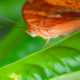 Orange Butterfly on Emerald Leaf - Fine Art Photography Print, Limited Edition Photography, Butterfly Photography, Nature Photography,  Luxury Photography Art