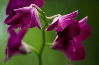 Magenta Orchids in Verdant Light
