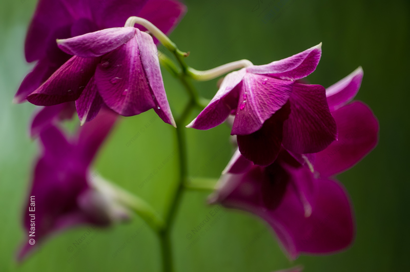 Magenta Orchids in Verdant Light