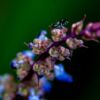 The Striped Fly on a Purple Blossom - Fine Art Photography Prints, Limited Edition Photography,  Macro Photography, Giclée Print, Art Photography