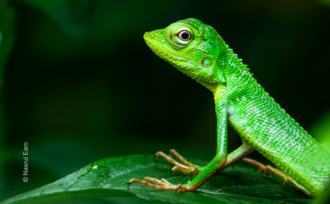 The Forest Sentinel - Fine Art Photography Print, Limited Edition Photography, Luxury Photography Art, Museum-Quality Photography, Giclée Print