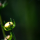 Ant on a Pale Bloom - Fine Art Photography Print, Limited Edition Photography, Macro Photography, Nature Photography, Giclée Print