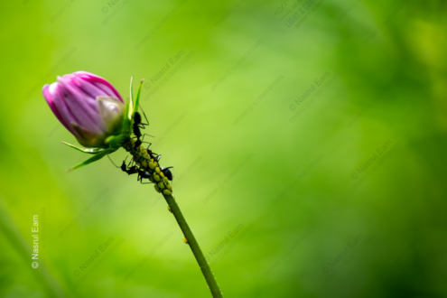 Symbiosis on the Cusp of Bloom - Fine Art Photography Prints, Limited Edition Photography,  Museum-Quality Photography,  Macro Photography,  Nature Photography