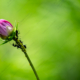 Symbiosis on the Cusp of Bloom - Fine Art Photography Prints, Limited Edition Photography,  Museum-Quality Photography,  Macro Photography,  Nature Photography