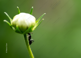 The Determined Ascent - Fine Art Photography Print, Limited Edition Photography, Museum-Quality Artwork, High-End Photography Prints, Art Photography Collectors
