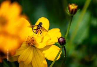 Hoverfly on Golden Bloom - Fine Art Photography Print, Limited Edition Print, Giclée Print, Macro Photography, Nature Photography