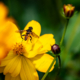 Hoverfly on Golden Bloom - Fine Art Photography Print, Limited Edition Print, Giclée Print, Macro Photography, Nature Photography