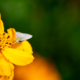 Ethereal Butterfly in the Vibrant Yellow - Fine Art Photography Prints, Limited Edition Photography, Luxury Photography Art, Museum-Quality Photography, Art Photography for Collectors