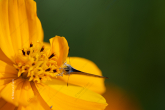 On a Vibrant Cosmos Flower