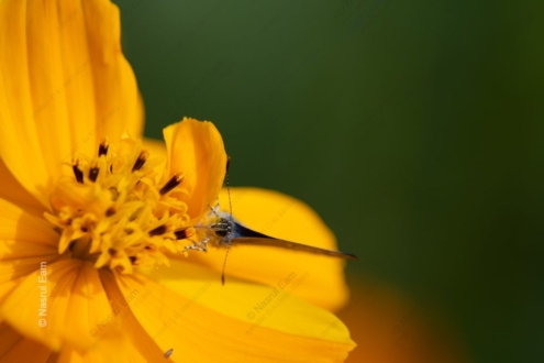 On a Vibrant Cosmos Flower