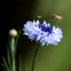 The Blue Cornflower and its Visitors
