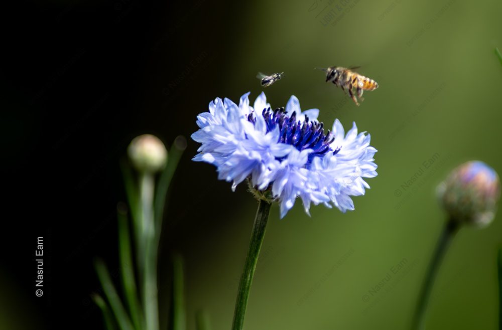 The Blue Cornflower and its Visitors