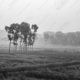 Morning Mist on the Cultivated Field - Fine Art Photography Print, Limited Edition Photography, Landscape Photography, Monochrome Photography, Art Photography for Sale