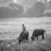 Morning Grazing - Fine Art Photography Prints, Limited Edition Photography, Monochromatic Photography, Pastoral Photography, Art Photography for Sale