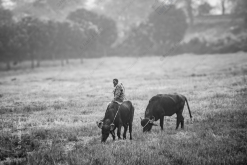 Morning Grazing - Fine Art Photography Prints, Limited Edition Photography, Monochromatic Photography, Pastoral Photography, Art Photography for Sale