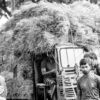 Harvest Burden - Fine Art Photography Prints, Limited Edition Photography, Luxury Photography Art, Photography for Art Collectors,  Giclée Photography