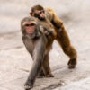 Maternal Passage - Fine Art Photography Prints, Limited Edition Photography,  Museum-Quality Photography,  Luxury Photography Art,  Wildlife Photography