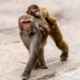 Maternal Passage - Fine Art Photography Prints, Limited Edition Photography,  Museum-Quality Photography,  Luxury Photography Art,  Wildlife Photography