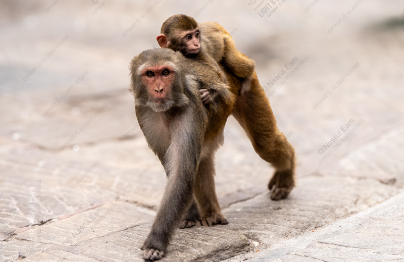 Maternal Passage - Fine Art Photography Prints, Limited Edition Photography, Museum-Quality Photography, Luxury Photography Art, Wildlife Photography