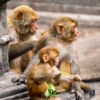 Temple Guardians: A Family of Three - Fine Art Photography Print, Limited Edition Photography, Giclée Print,  Luxury Photography Art,  Art Photography Investment