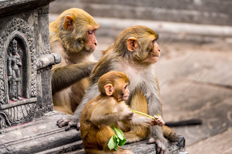 Temple Guardians: A Family of Three - Fine Art Photography Print, Limited Edition Photography, Giclée Print,  Luxury Photography Art,  Art Photography Investment