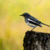 Oriental Magpie-Robin on a Weathered Perch - Fine Art Photography Print, Limited Edition Photography, Giclée Print, Bird Photography, Nature Photography