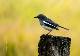 Oriental Magpie-Robin on a Weathered Perch - Fine Art Photography Print, Limited Edition Photography, Giclée Print, Bird Photography, Nature Photography
