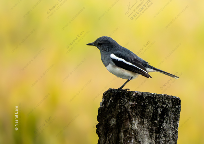 Oriental Magpie-Robin on a Weathered Perch