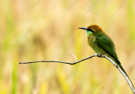 Emerald Vigil - Fine Art Photography Print, Limited Edition Photography, Luxury Photography Art, Museum-Quality Photography,  Giclée Print