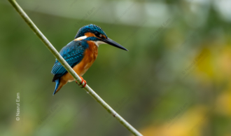 Kingfisher's Vigil - Fine Art Photography Print, Limited Edition Photography, Museum-Quality Artwork,  Luxury Photography Art,  Art Photography for Sale