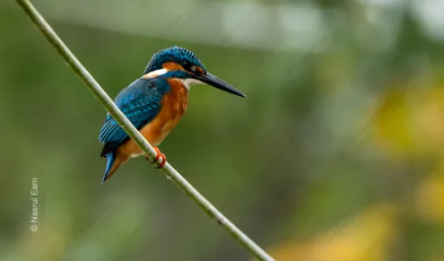 Kingfisher's Vigil - Fine Art Photography Print, Limited Edition Photography, Museum-Quality Artwork,  Luxury Photography Art,  Art Photography for Sale