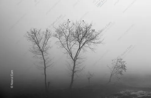 Sentinels in the Shroud