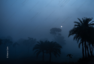 Nocturne in Blue and Gold