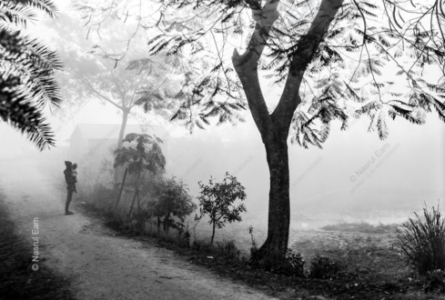 A Gentle Presence on a Misty Path
